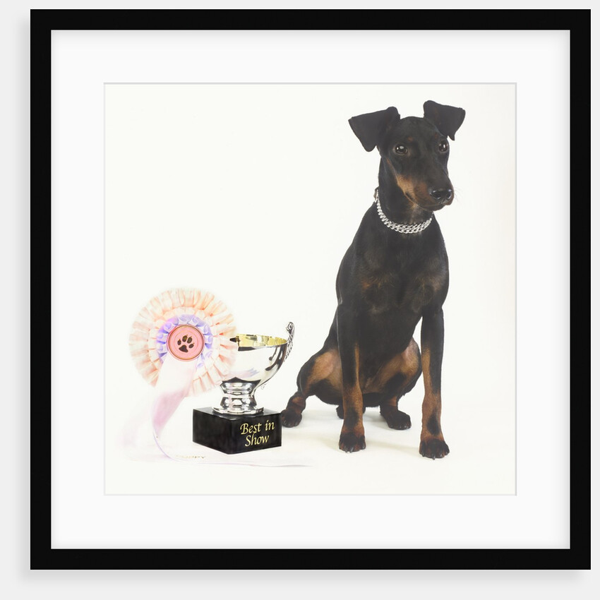 Manchester Terrier with Trophy by Anonymous