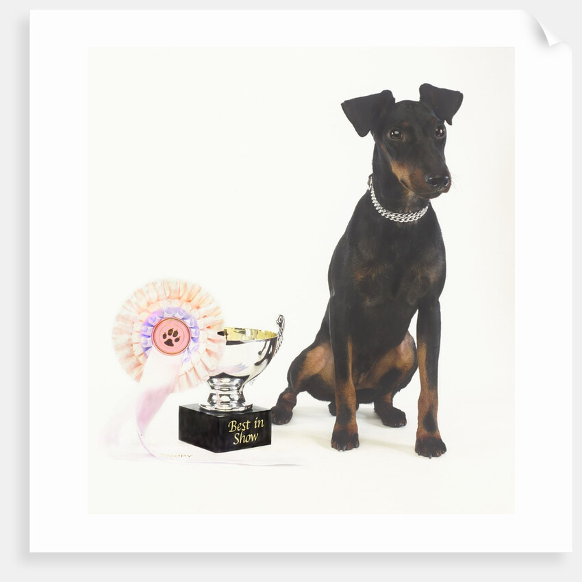 Manchester Terrier with Trophy by Anonymous