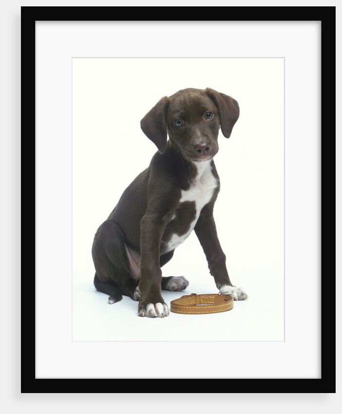 Mixed-Breed Puppy Sitting by Collar by Anonymous