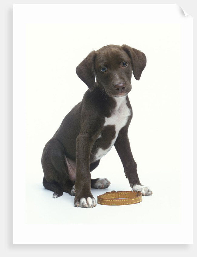 Mixed-Breed Puppy Sitting by Collar by Anonymous