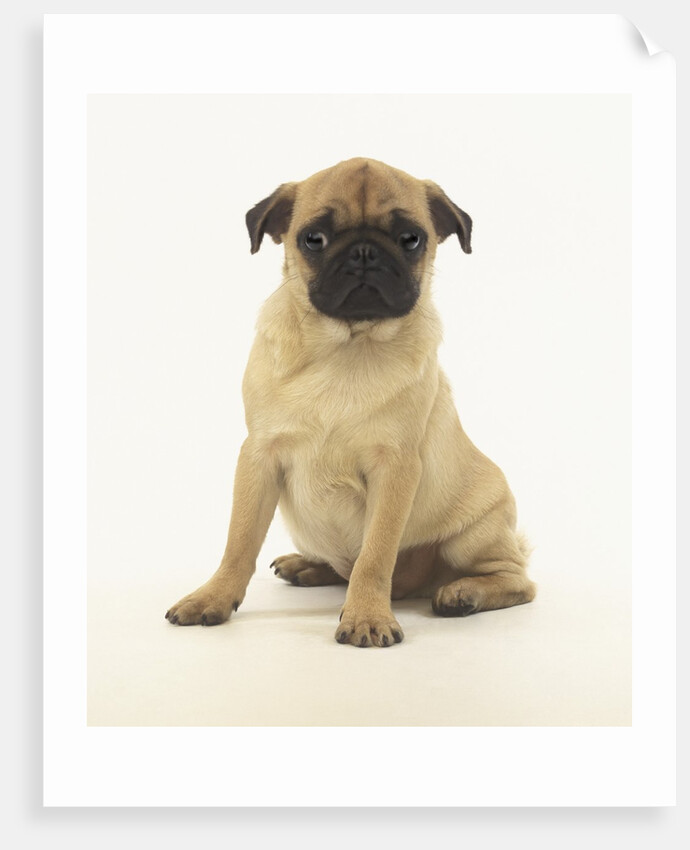 Worried Pug Puppy by Corbis