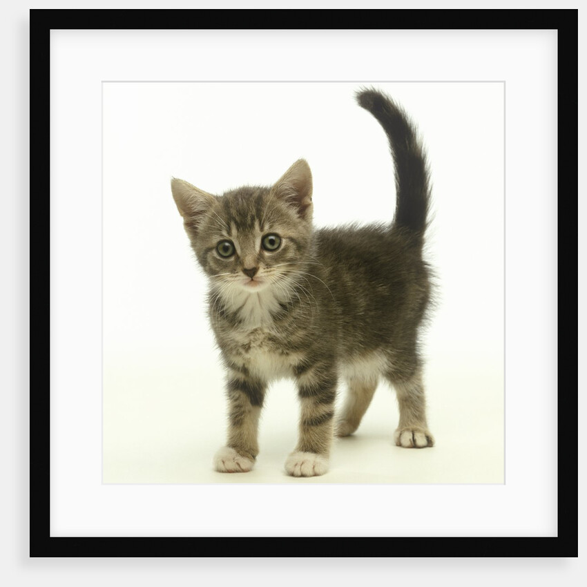 Surprised Kitten by Anonymous