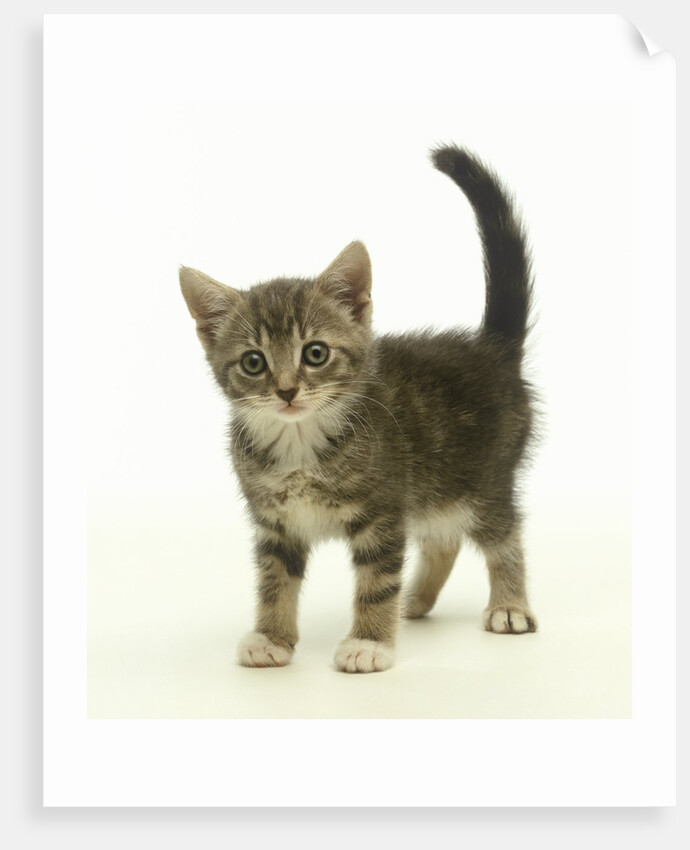 Surprised Kitten by Anonymous