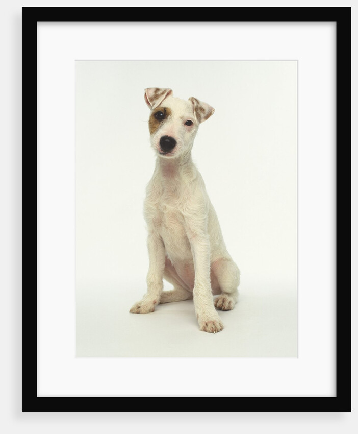 White Puppy with Brown Eye Patch by Anonymous