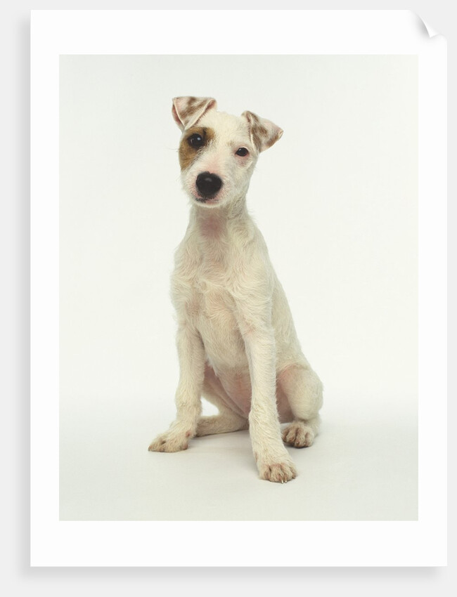 White Puppy with Brown Eye Patch by Anonymous