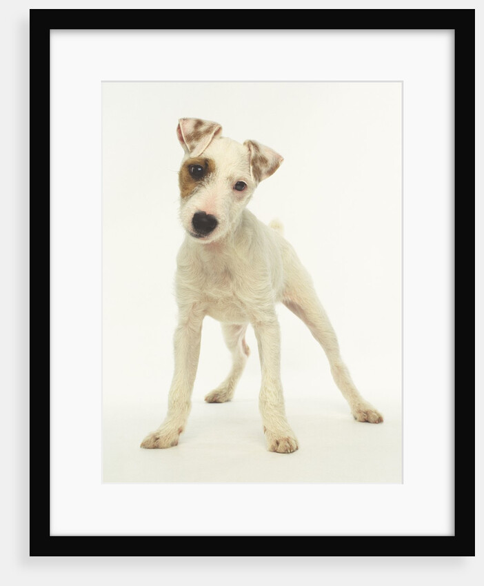White Puppy with Brown Eye Patch by Anonymous