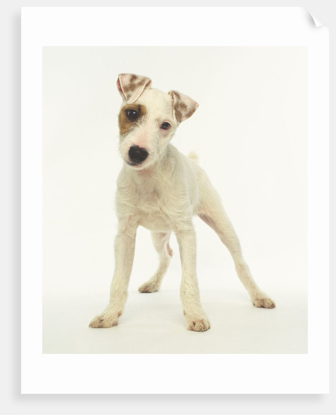 White Puppy with Brown Eye Patch by Anonymous