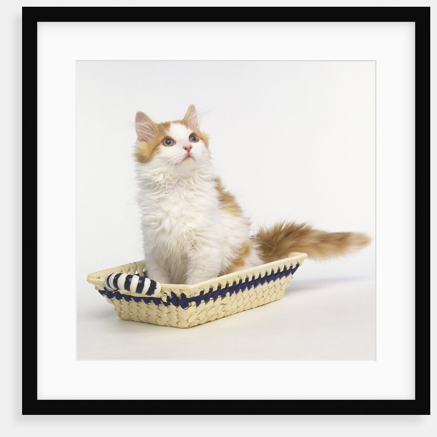 Ginger and White Kitten Sitting in Basket by Anonymous