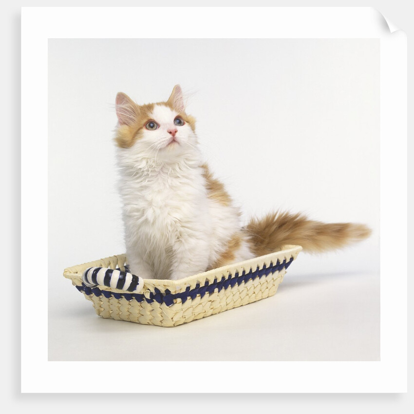 Ginger and White Kitten Sitting in Basket by Anonymous