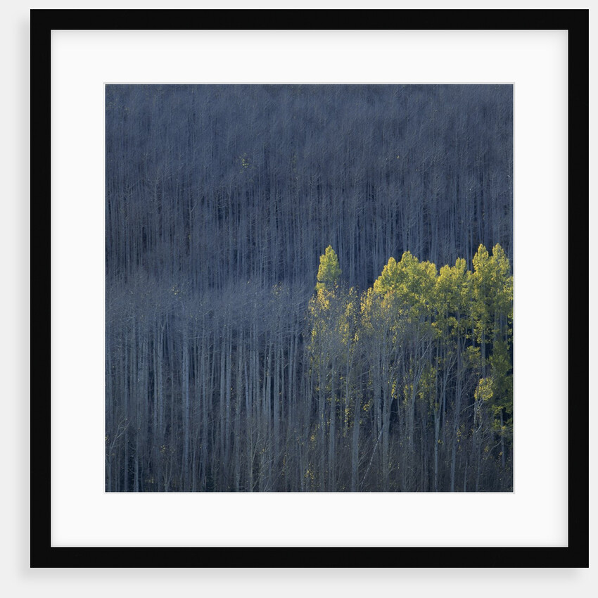 Dying Trees in Forest by Anonymous