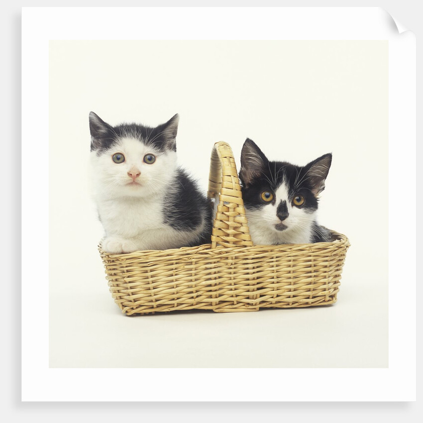 Two Black and White Kittens Sitting in a Basket by Anonymous