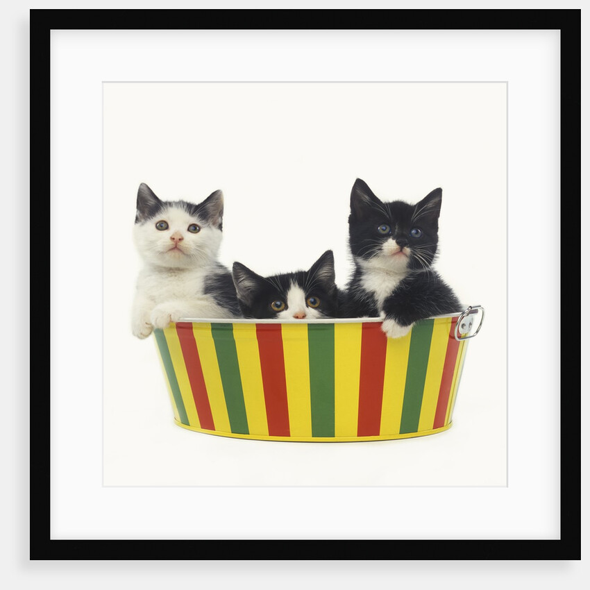 Three Black and White Kittens Sitting in a Striped Bucket by Anonymous