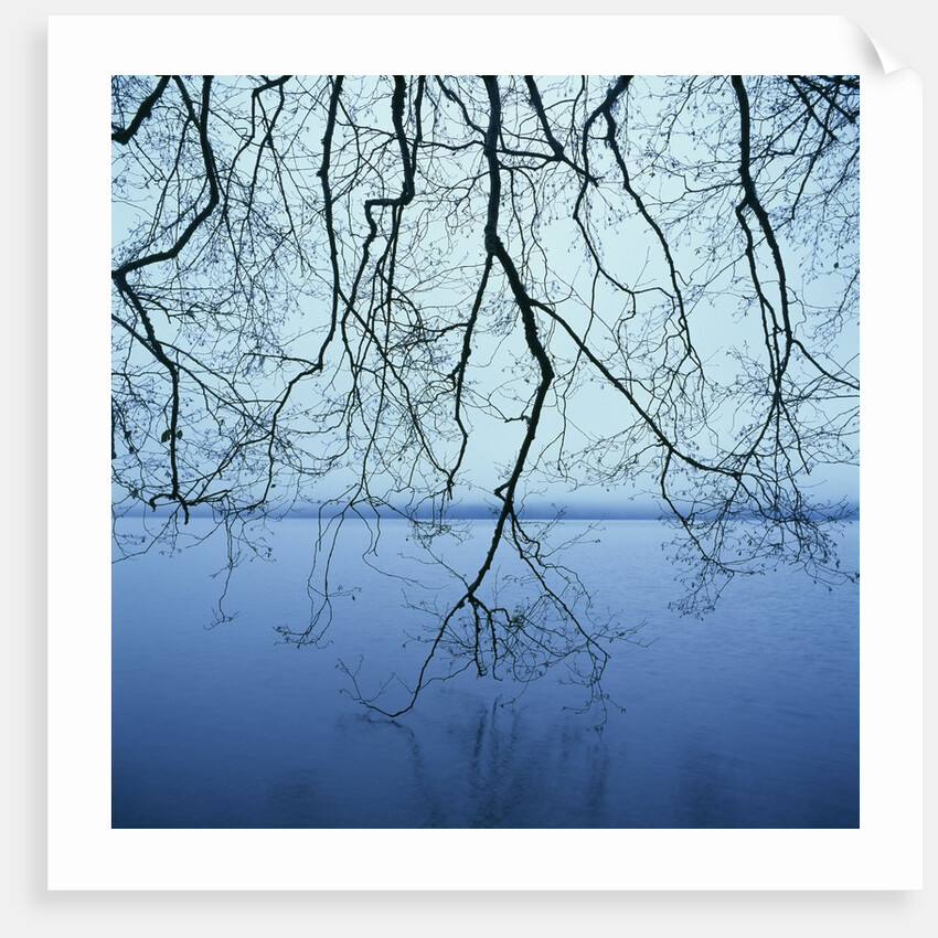 Tree Branch over Lake by Anonymous