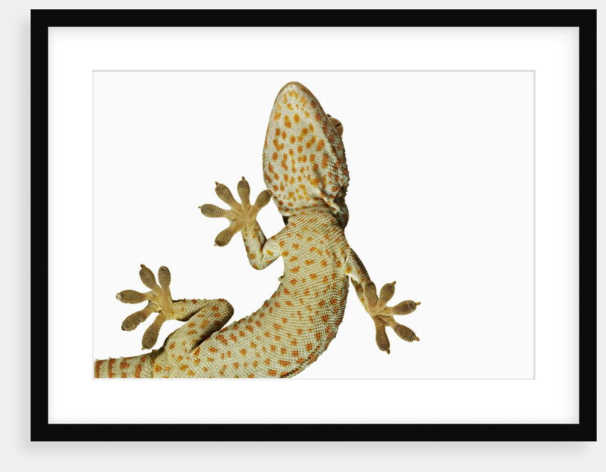 Tokay Gecko From Below by Anonymous