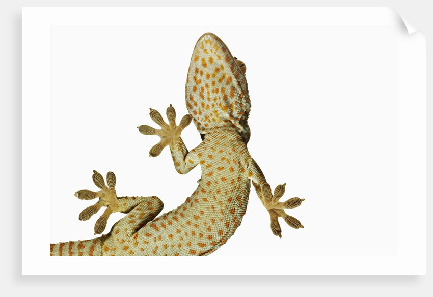 Tokay Gecko From Below by Anonymous