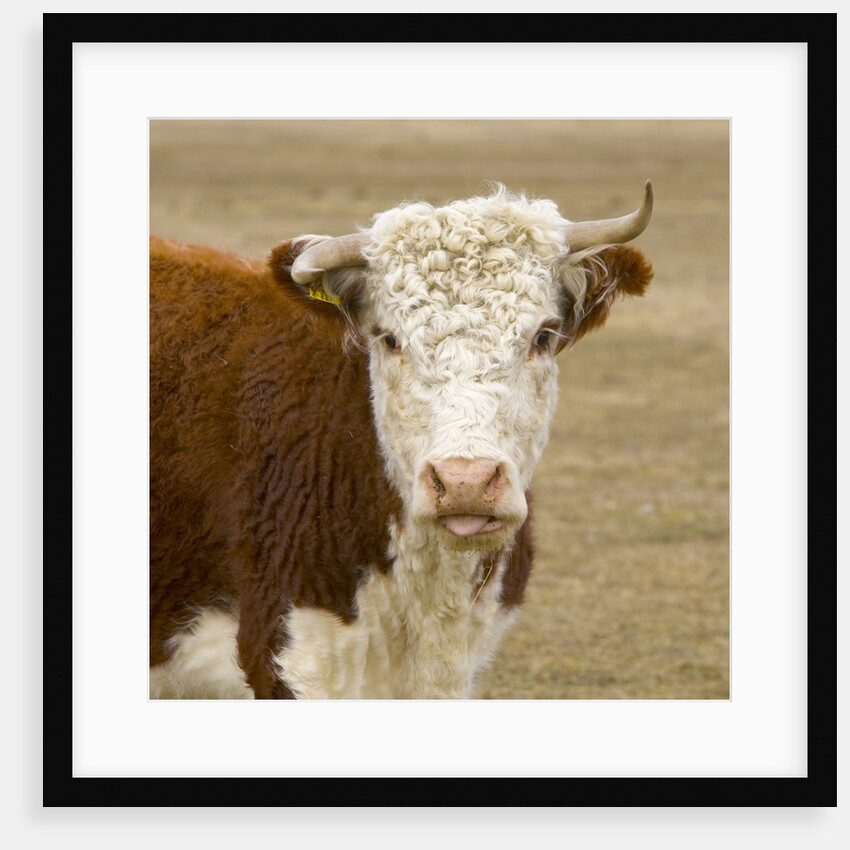 Hereford Cow on New Zealand's South Island by Anonymous