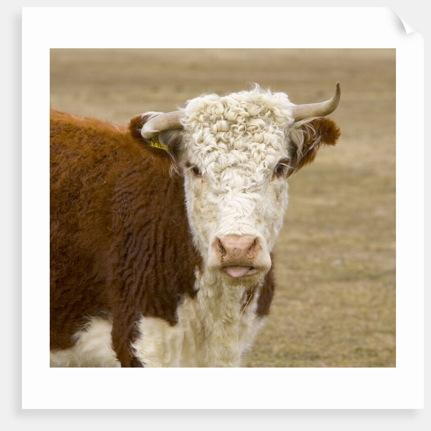 Hereford Cow on New Zealand's South Island by Anonymous