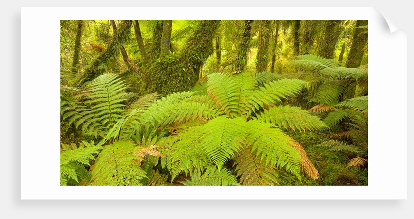 Forest on West Coast of New Zealand's South Island by Anonymous