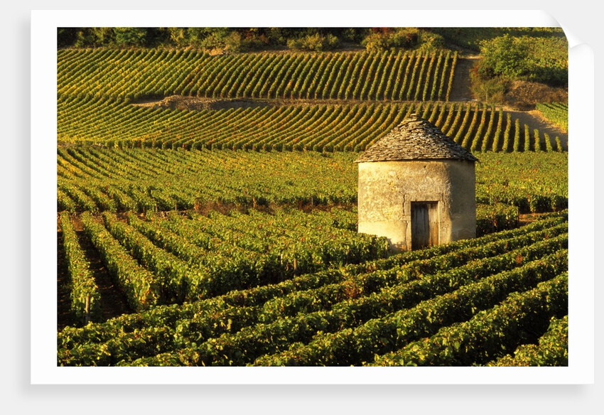 Round Stone Shelter in Vineyard by Anonymous