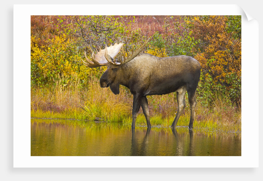 Moose Bull in Pond in Alaska by Anonymous