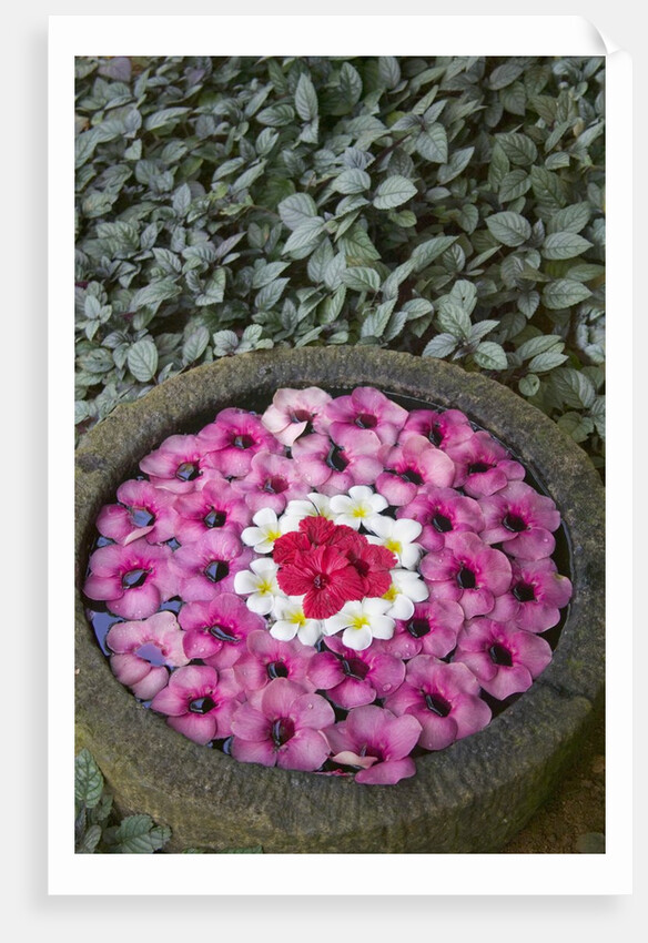 Stone Bowl Filled with Plumeria Blossoms by Anonymous