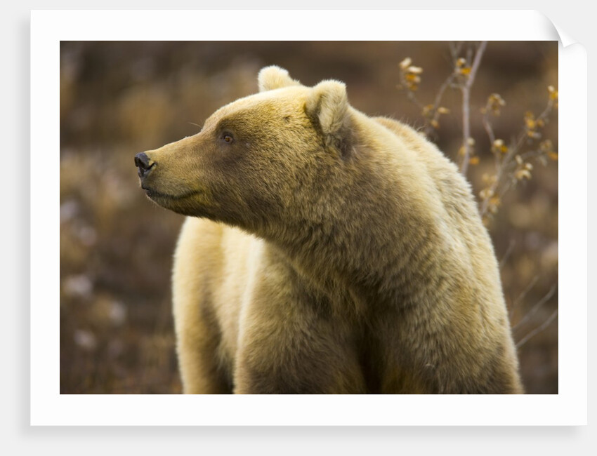 Grizzly Bear Female in Tundra by Anonymous