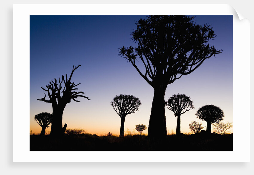 Silhouettes of Trees at Dusk by Anonymous