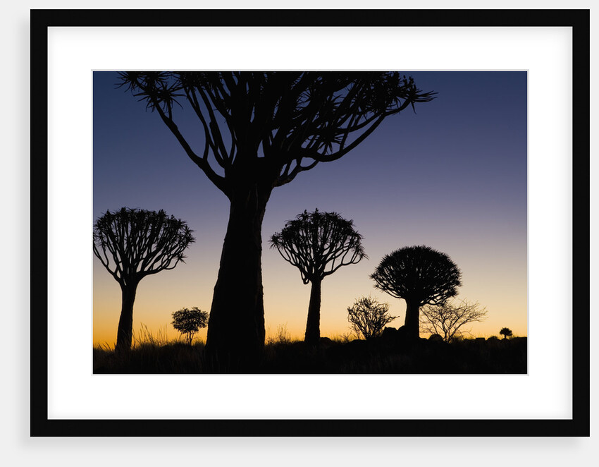Silhouettes of Trees at Dusk by Anonymous
