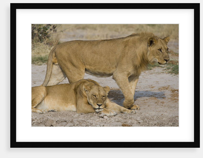 Two Lions by Anonymous