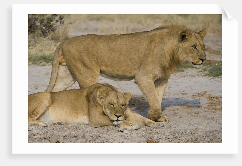 Two Lions by Anonymous