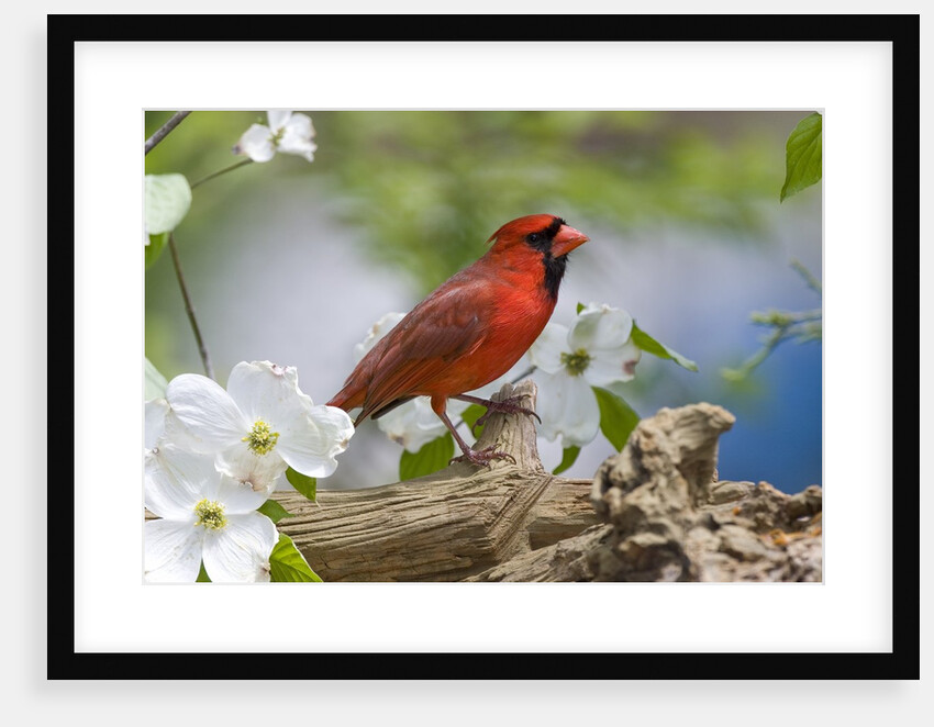 Close-up of Cardinal in Blooming Tree by Anonymous