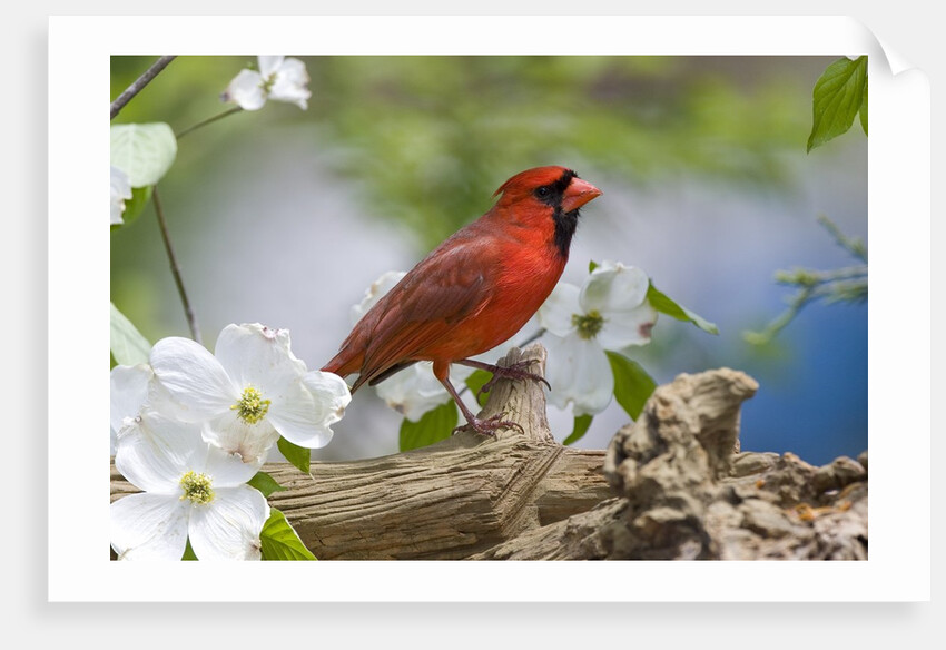 Close-up of Cardinal in Blooming Tree by Anonymous