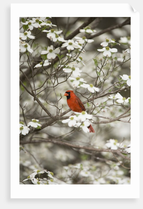Close-up of Cardinal in Blooming Tree by Anonymous