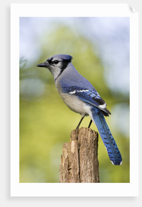 Blue Jay by Anonymous