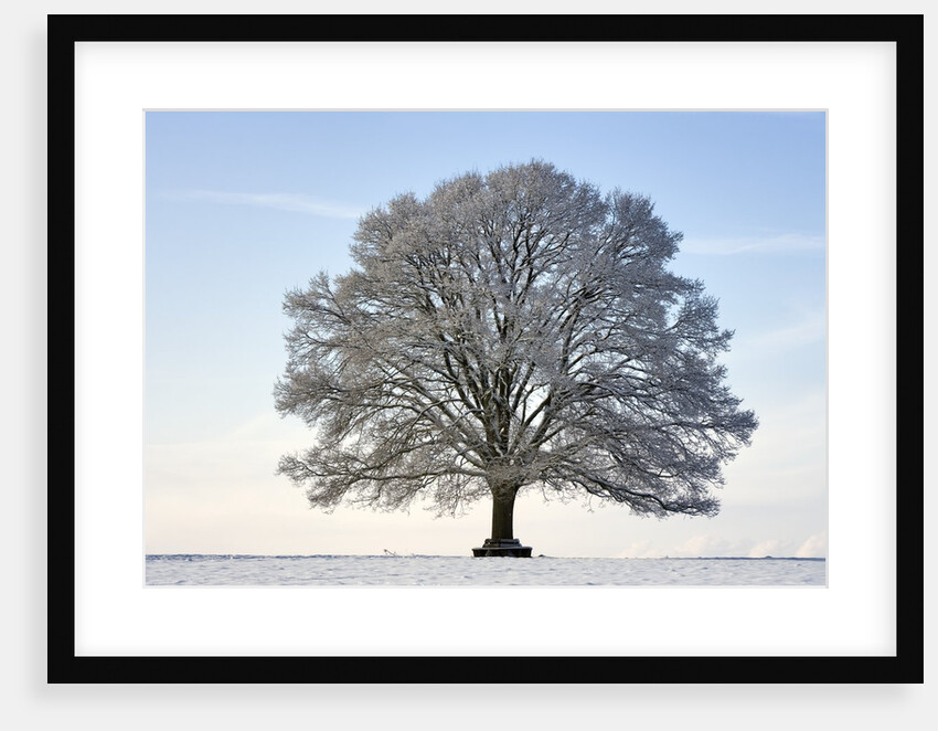 Snow-covered Oak Tree by Anonymous