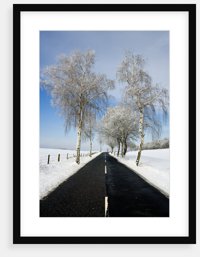 Birch Trees on Side of Road in Winter by Anonymous