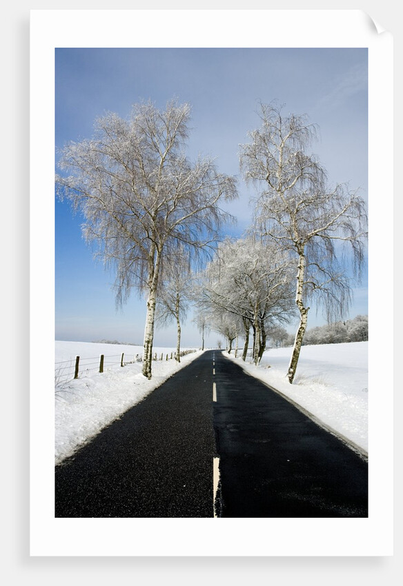 Birch Trees on Side of Road in Winter by Anonymous