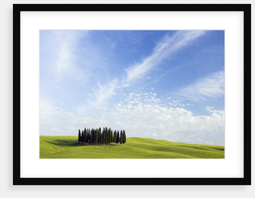 Stand of Cypress Trees in Meadow by Anonymous