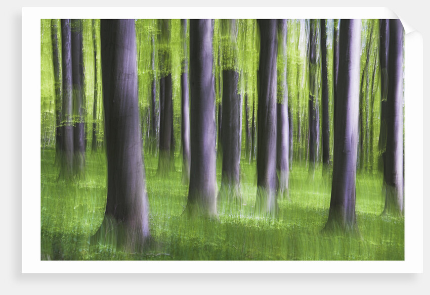 Beech Tree Forest by Anonymous