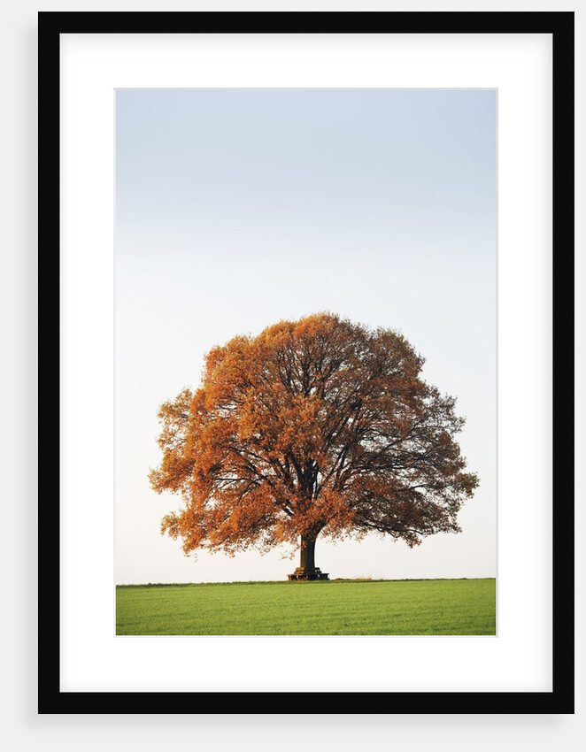 Oak Tree in Meadow by Anonymous