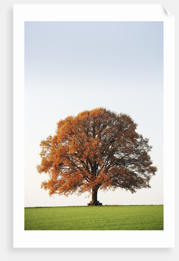 Oak Tree in Meadow by Anonymous