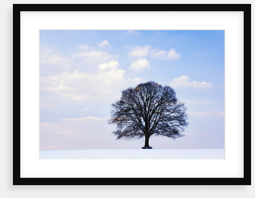 Oak Tree in Winter by Anonymous