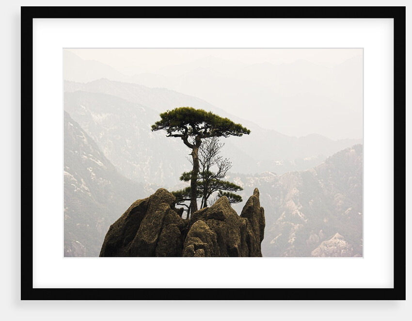 Pine Tree on Mountaintop by Anonymous