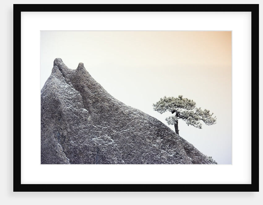 Pine Tree Growing on Mountain by Anonymous
