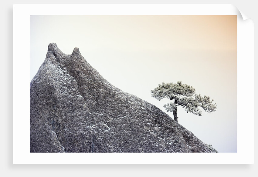 Pine Tree Growing on Mountain by Anonymous