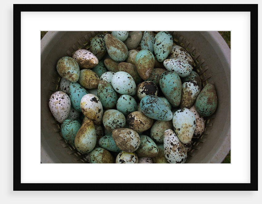Tub of Guillemot Eggs by Anonymous