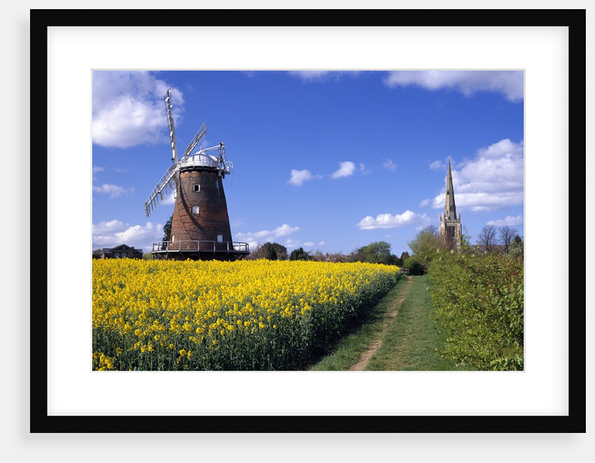 Oilseed Field and Windmill by Anonymous