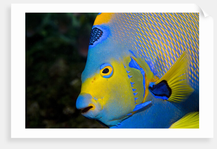 Queen Angelfish (Holacanthus Ciliaris) by Anonymous