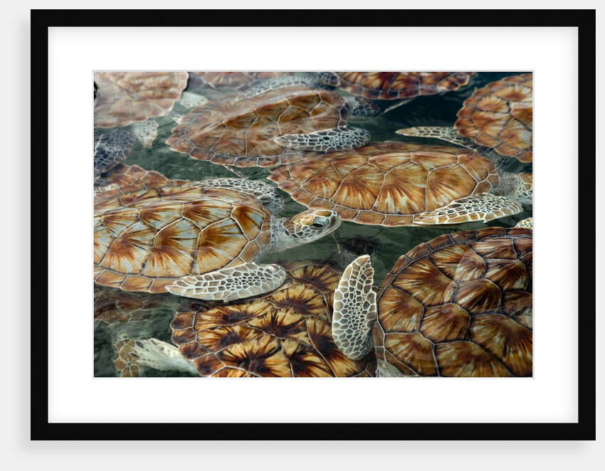 Juvenile Green Turtles in Captivity by Anonymous