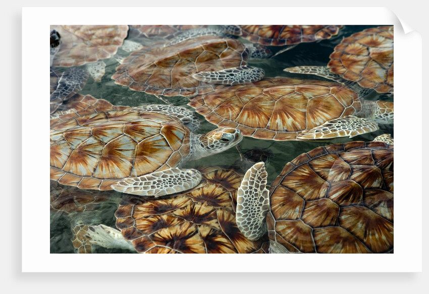 Juvenile Green Turtles in Captivity by Anonymous